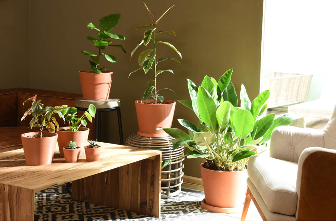 7 plantas que purifican el aire de tu casa