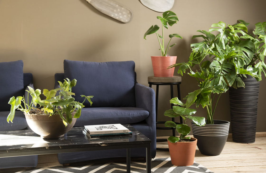 7 plantas que purifican el aire de tu casa
