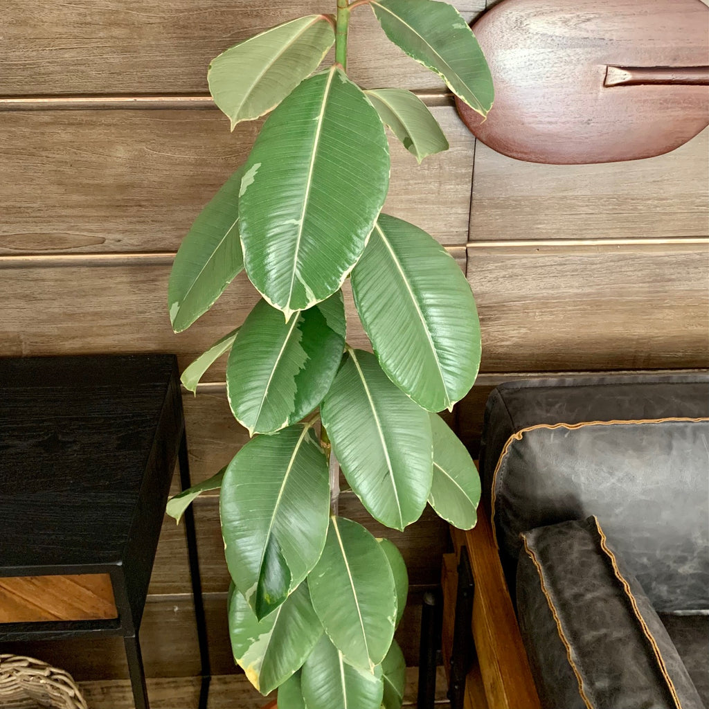 Ficus elastica XL en Orbita 30