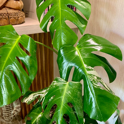 Monstera variegada en Cónico 25