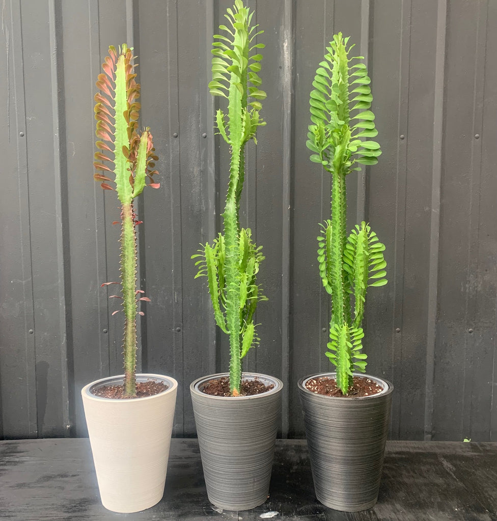 Euphorbia trigona XL
