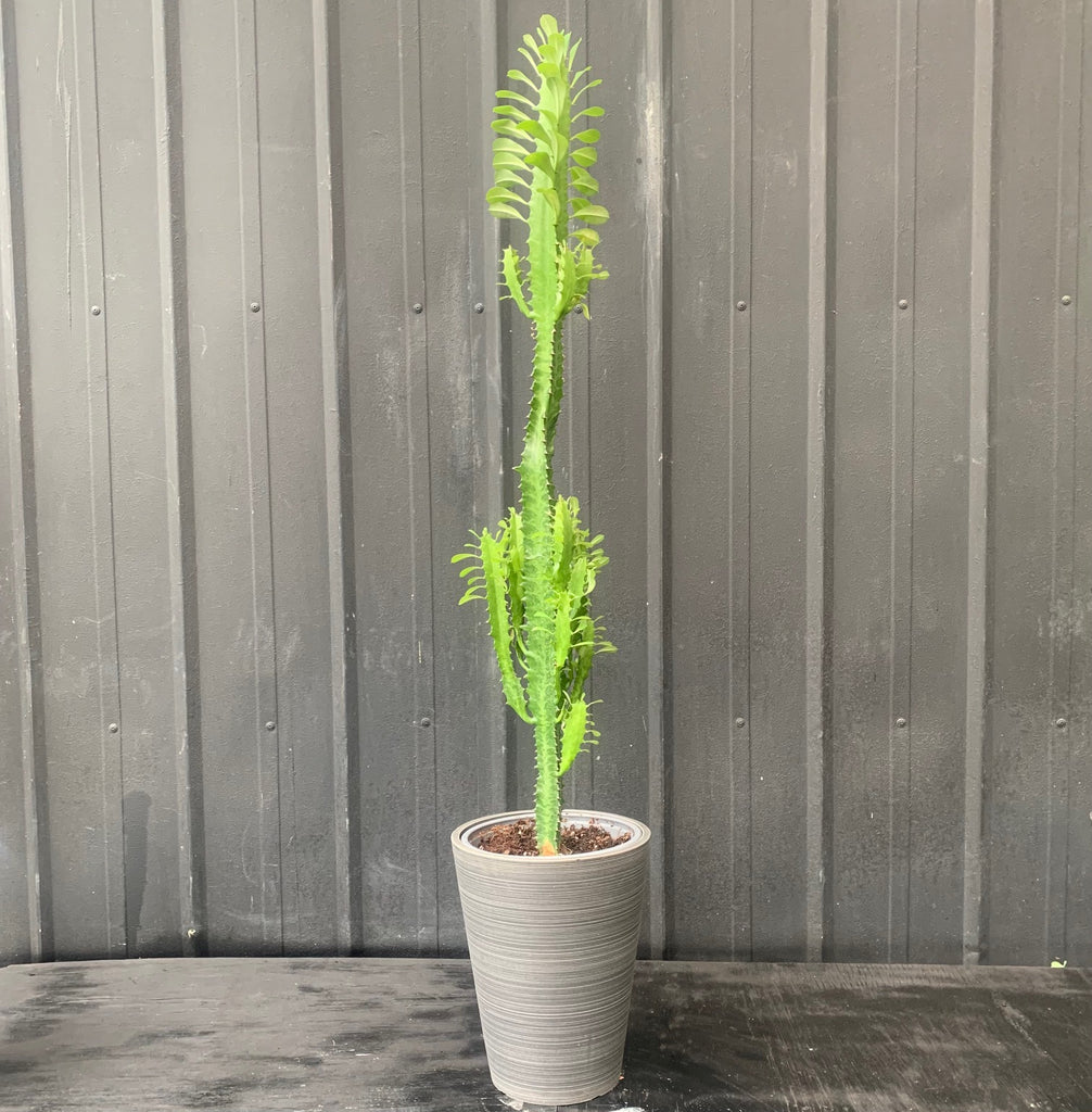 Euphorbia trigona XL