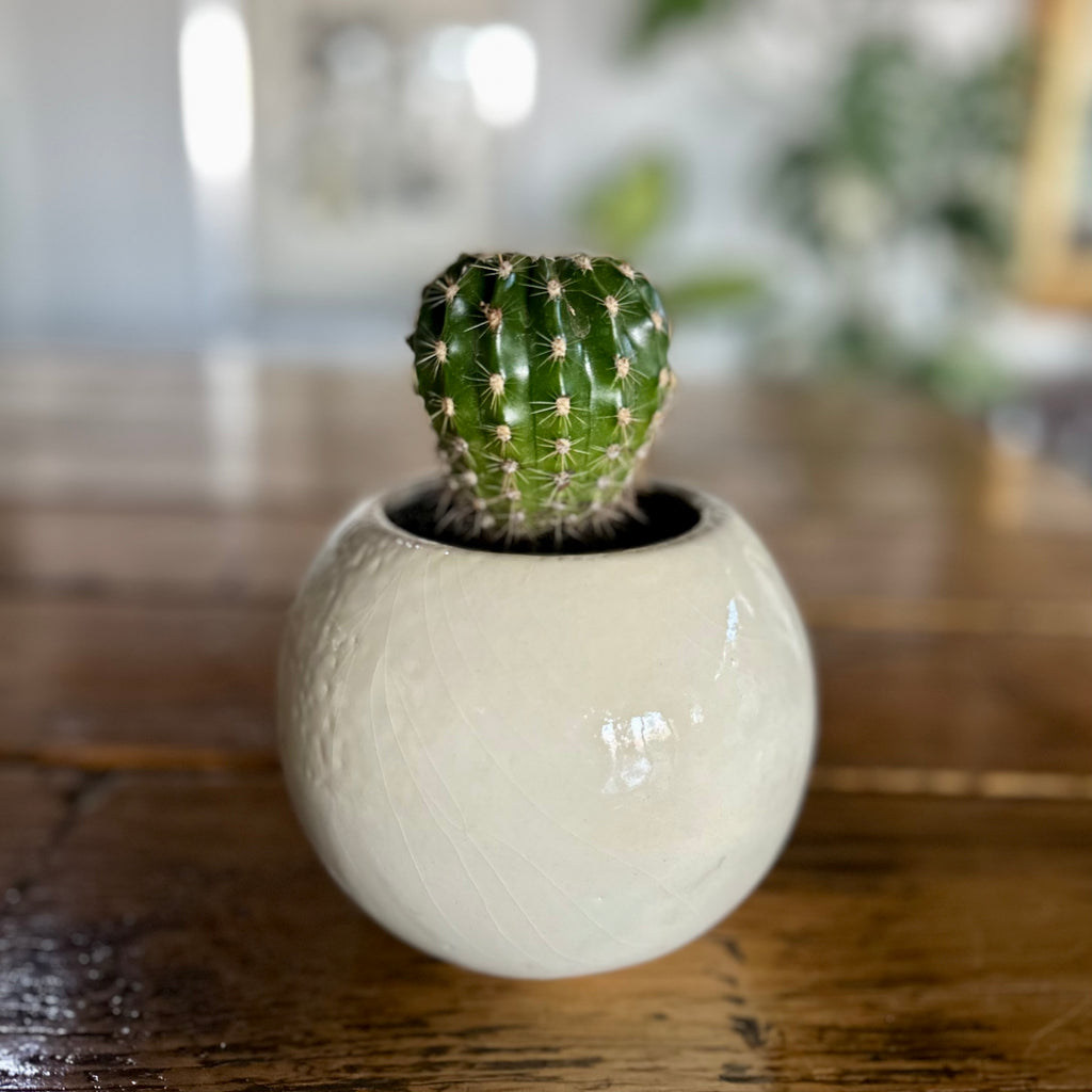 Cerámica Esfera diseño único con Cactus Echinopsis