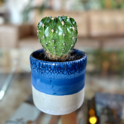 Cerámica diseño único con Cactus Echinopsis