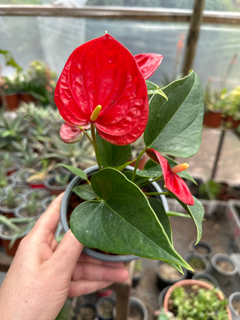 Anturium Flor roja en maceta de vivero