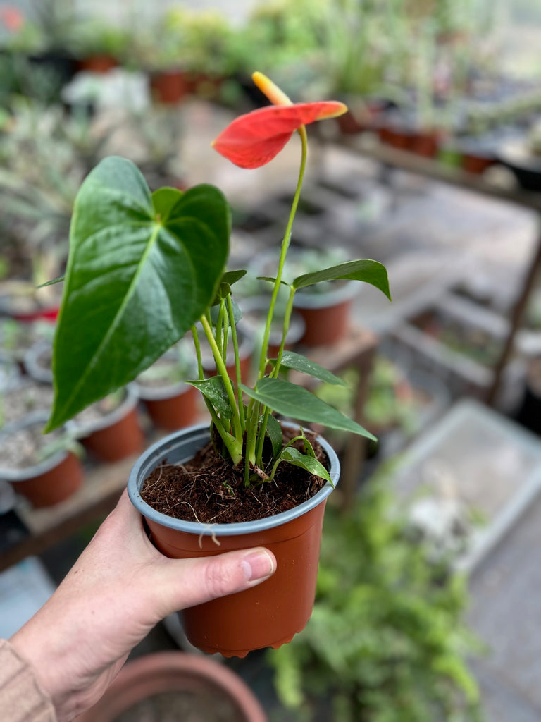 Anturium Flor roja en maceta de vivero