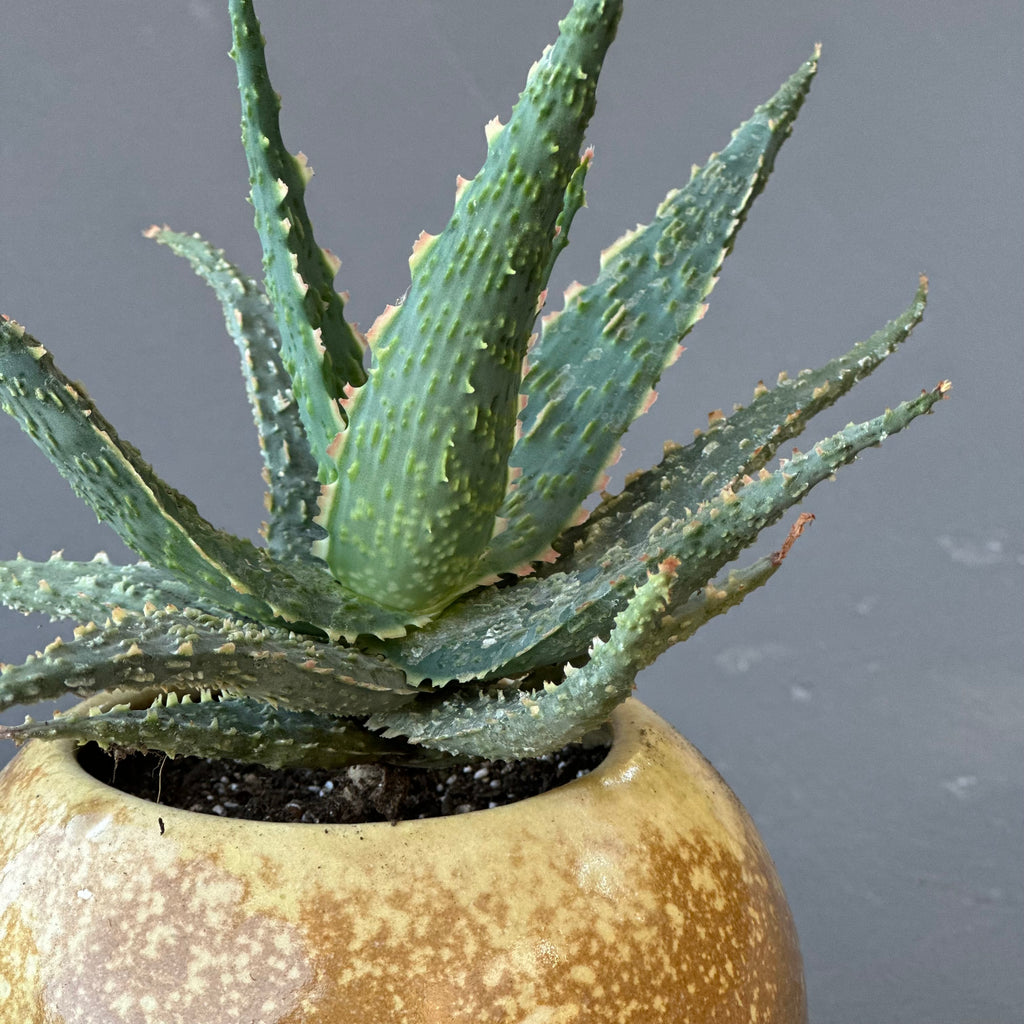 Cerámica Esfera diseño único con Aloe fragilis