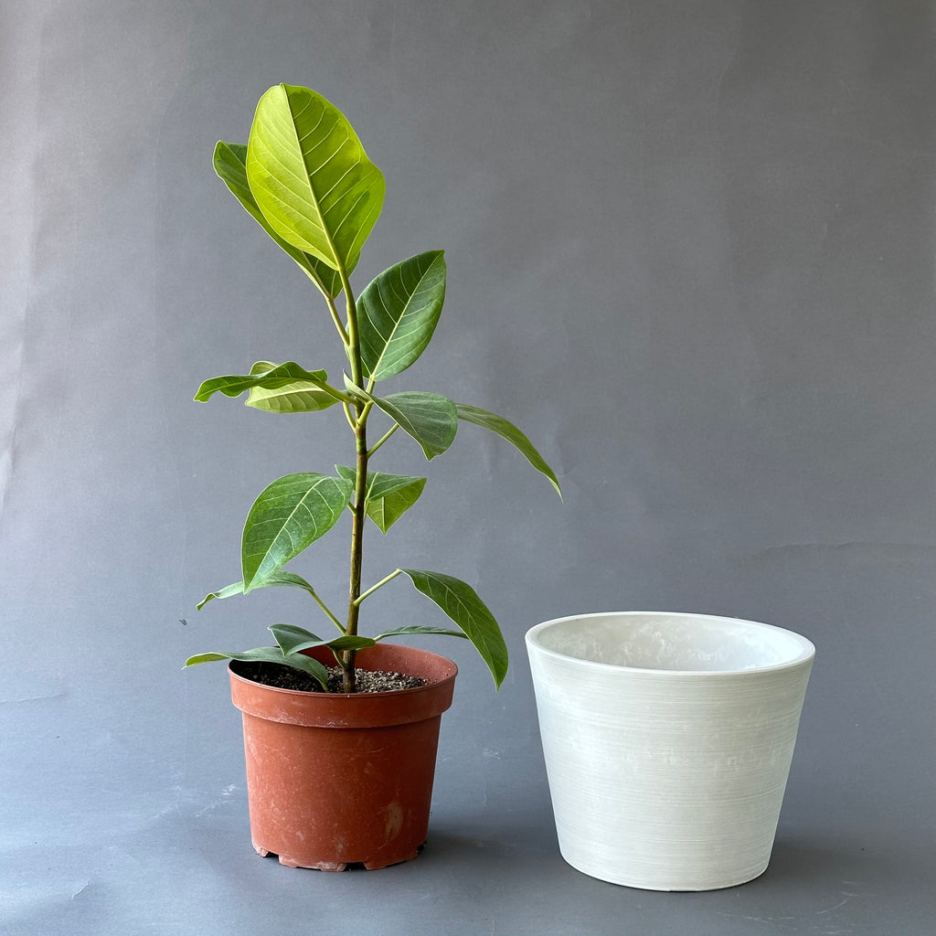 Ficus Altissima + Porta macetero Terra Blanco