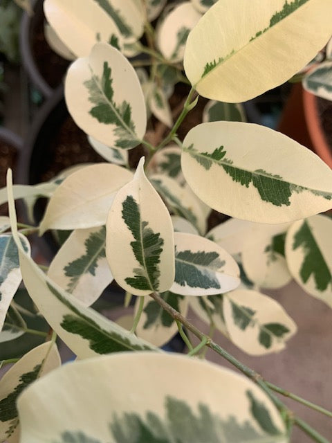 Ficus Benjamina variegado en Cónico 20